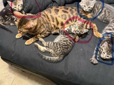 Loretta - Bengal - Gallery Photo #1