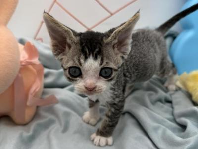 Squeaky - Devon Rex - Gallery Photo #1