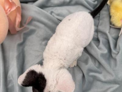 Hammy - Devon Rex - Gallery Photo #1