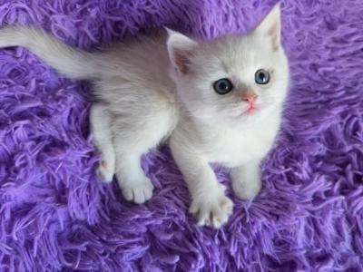 Samuel - Scottish Fold - Gallery Photo #1