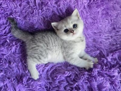 Sunny1 - Scottish Fold - Gallery Photo #1
