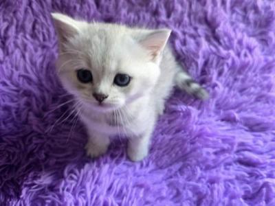 Sunny1 - Scottish Fold - Gallery Photo #1