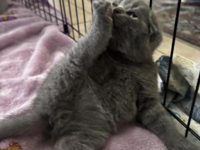 Scottish Fold Litter - Scottish Fold - Gallery Photo #1
