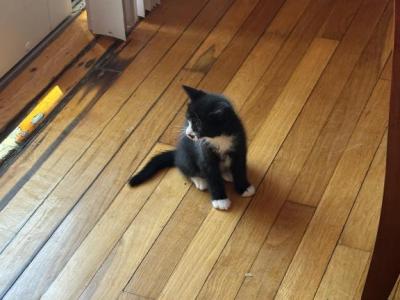 Michi - Domestic - Gallery Photo #1