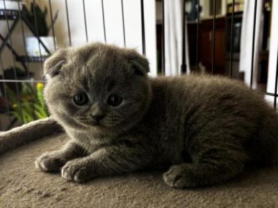 Scottish Fold Litterr - Scottish Fold - Gallery Photo #1