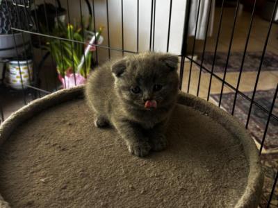 Scottish Fold Litterrr - Scottish Fold - Gallery Photo #1