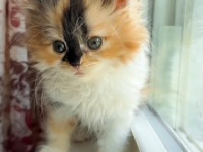 Mindy Persian Calico - Persian - Gallery Photo #1