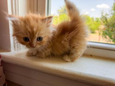 Little Mork - Minuet - Gallery Photo #1