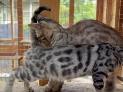 SILVER FEMALE 6 MONTHS OLD - Savannah - Gallery Photo #1