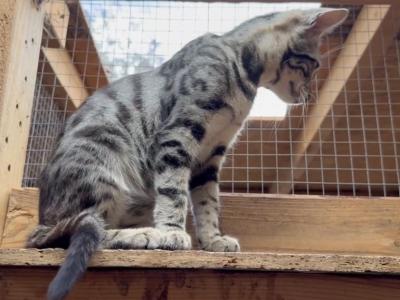 F6 SAVANNAH BOY AND GIRL AVAILABLE - Savannah - Gallery Photo #1