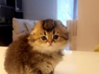 Scottish Fold Female - Scottish Fold - Gallery Photo #1