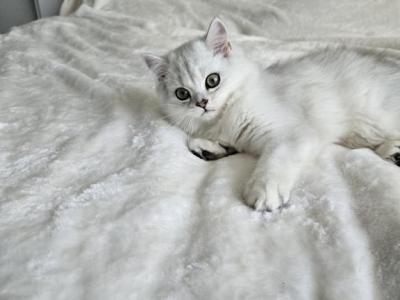 Scottish Female Bella - Scottish Fold - Gallery Photo #1