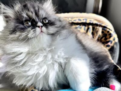 Luna - Persian - Gallery Photo #1