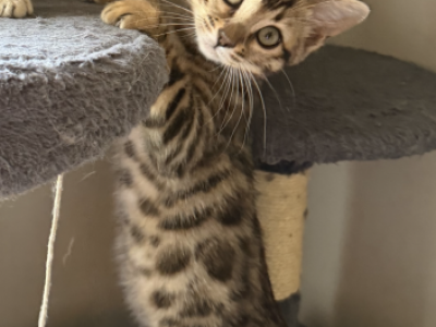 Ashley - Bengal - Gallery Photo #1