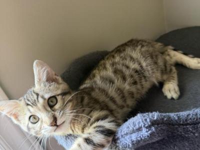 Mary Kate - Bengal - Gallery Photo #1