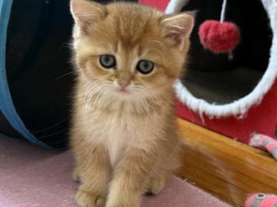 Simba - British Shorthair - Gallery Photo #1