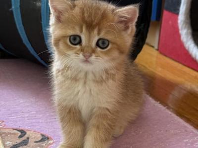 Golden British - British Shorthair - Gallery Photo #1