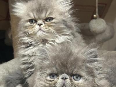 Hugo Harper And Hanna - Persian - Gallery Photo #1