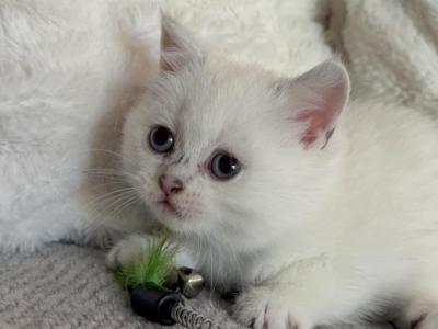 White Scottish Straight Kitten - Scottish Straight - Gallery Photo #1