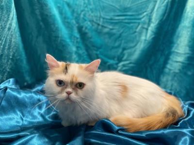 Odd Eye Calico - Munchkin - Gallery Photo #1
