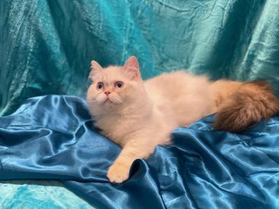 Extra Sweet - Munchkin - Gallery Photo #1
