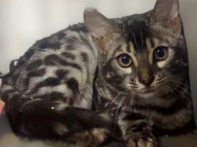 Silver Charcoal - Bengal - Gallery Photo #1