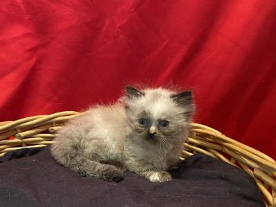 Baby Girl Short Legs - Munchkin - Gallery Photo #1