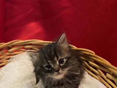 Sausage - Minuet - Gallery Photo #1