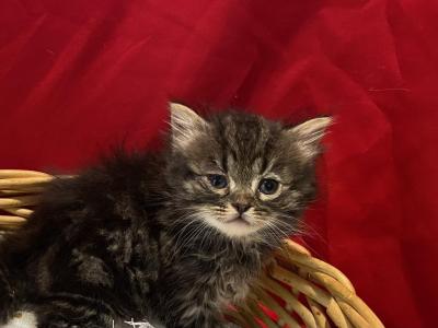 Baby Boy - Persian - Gallery Photo #1