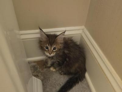 Black Torbie Maine Coon - Maine Coon - Gallery Photo #1