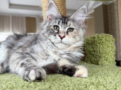 Silver Maine Coon Girl Available - Maine Coon - Gallery Photo #1