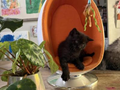 Caspian - Persian - Gallery Photo #1