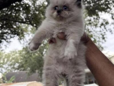 Panda - Persian - Gallery Photo #1