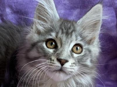 Sienna Reserved - Maine Coon - Gallery Photo #1