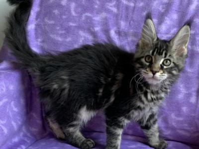Jetta - Maine Coon - Gallery Photo #1