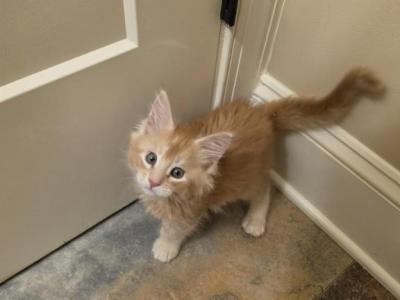 Red Maine Coon - Maine Coon - Gallery Photo #1