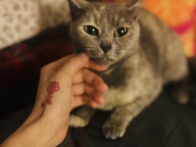 Beans - Oriental - Gallery Photo #1