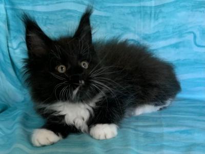 Trisha Female - Maine Coon - Gallery Photo #1