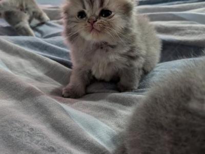 Scottish Fold - Scottish Fold - Gallery Photo #1