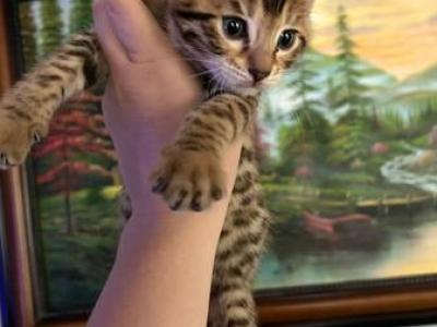 Bengal Kittens - Bengal - Gallery Photo #1