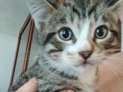 Zelda Marshmallow Kit And Cutie - Domestic - Gallery Photo #1