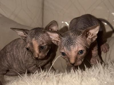 Kittens - Sphynx - Gallery Photo #1