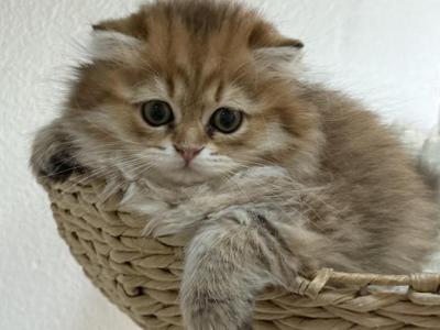 Golden Scottish Fold Male - Scottish Fold - Gallery Photo #1