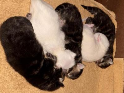 MaineCoonKittens - Maine Coon - Gallery Photo #1