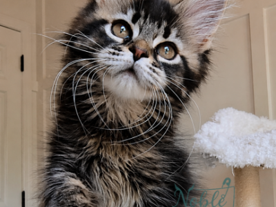 Unique - Maine Coon - Gallery Photo #1
