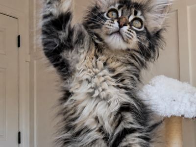 Unity - Maine Coon - Gallery Photo #1