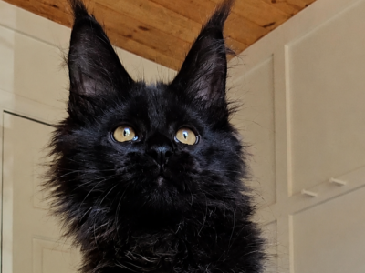 Universe - Maine Coon - Gallery Photo #1