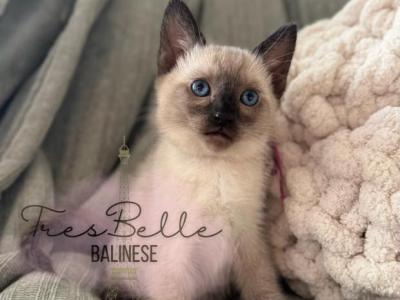 Chai RESERVED - Siamese - Gallery Photo #1
