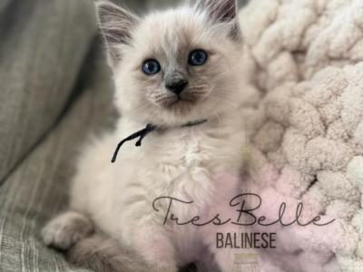 Pepper RESERVED - Balinese - Gallery Photo #1
