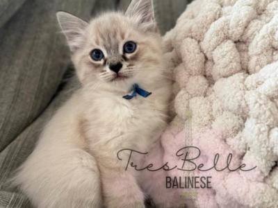 Cumin - Balinese - Gallery Photo #1